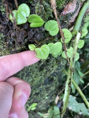 Peperomia serpens