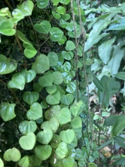 Peperomia serpens