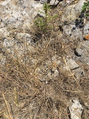 Dianthus strictus