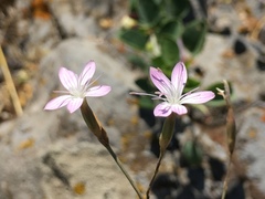 Dianthus strictus