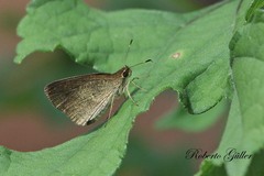 Synapte malitiosa antistia