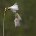 Slender Cottongrass - Photo (c) Scott King, some rights reserved (CC BY-NC)