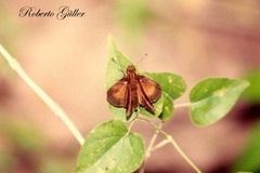 Synapte malitiosa antistia