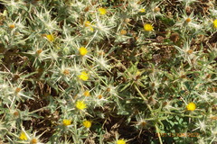 Centaurea procurrens
