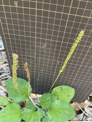 Plantago asiatica