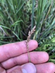 Carex prairea