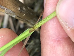 Carex prairea