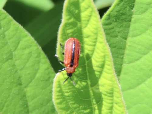 Soybean Leafminer photo 2