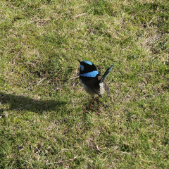 Malurus cyaneus cyaneus