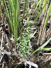 Galium labradoricum