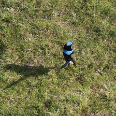 Malurus cyaneus cyaneus