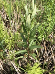 Lysimachia thyrsiflora