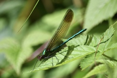 Calopteryx amata
