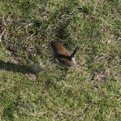 Malurus cyaneus cyaneus