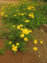 Tagetes zypaquirensis