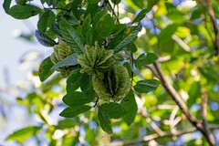 Carpotroche brasiliensis