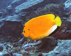 Apolemichthys trimaculatus