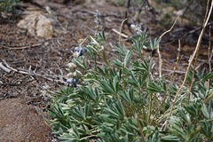 Lupinus nevadensis