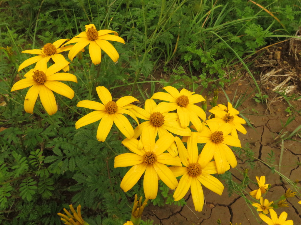 Tagetes zypaquirensis