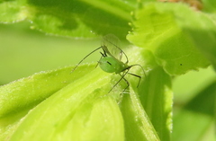 Macrosiphum albifrons