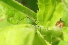 Macrosiphum albifrons