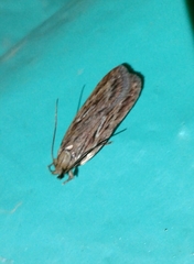 Depressaria daucella