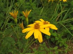 Tagetes zypaquirensis