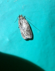 Depressaria daucella