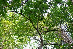 Carpotroche brasiliensis