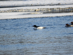 Mergus merganser