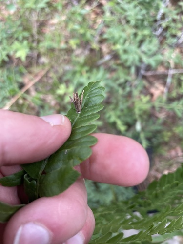 Common Bagworm Moth photo 4