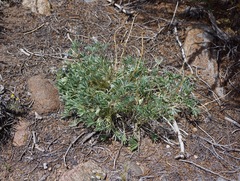 Lupinus nevadensis