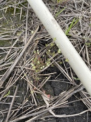 Androsace occidentalis