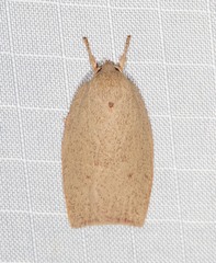 Prionocris complanula