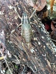 Nesoecia insignis