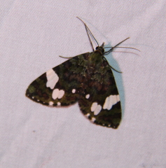 Hydriomena polyphonta