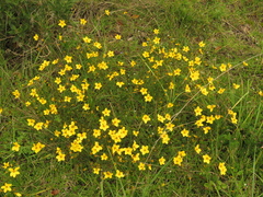 Bidens triplinervia