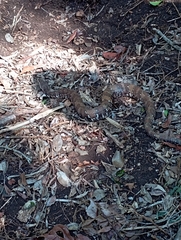 Agkistrodon russeolus
