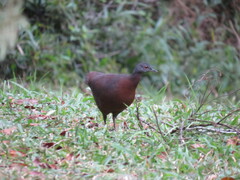 Crypturellus obsoletus