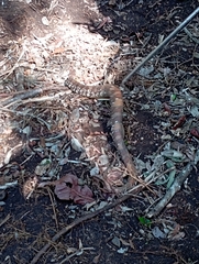 Agkistrodon russeolus