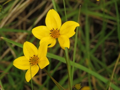 Bidens triplinervia