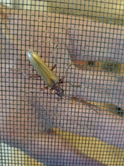 Centrodera decolorata