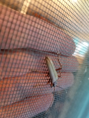 Centrodera decolorata