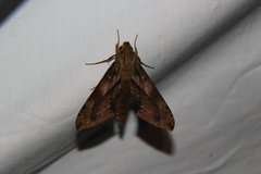 Xylophanes rhodina
