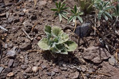 Viola purpurea aurea