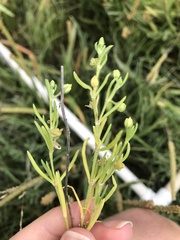 Spergularia canadensis
