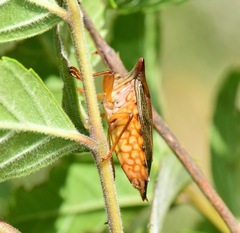 Edessa reticulata