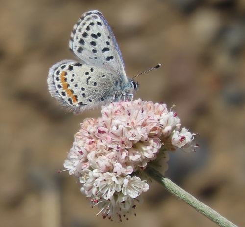Dotted Blue photo 6
