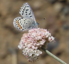 Euphilotes enoptes bayensis