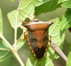 Edessa reticulata